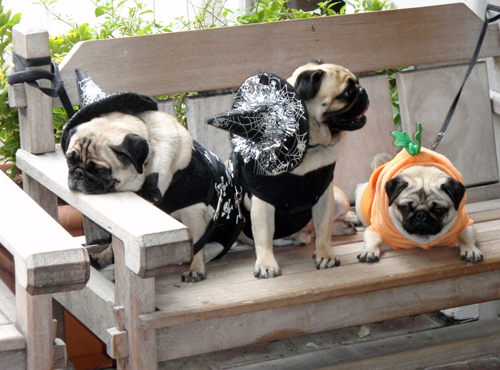 Dogs dressed up for Halloween in Santa Barbara