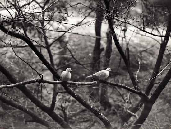 Two Eurasian collarred doves sit on a branch outside our kitchen window