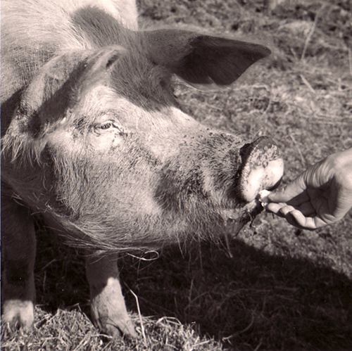 Mother feeds a pig