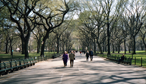 Central Park in Manhattan, NY