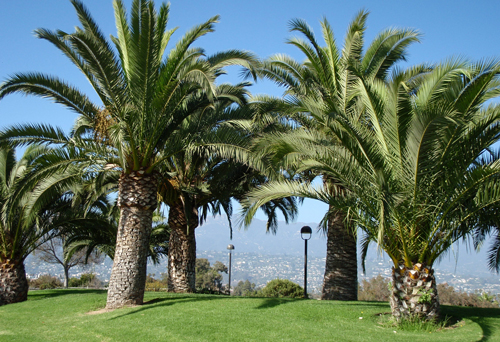 Palm trees at Winslow Maxwell Overlook