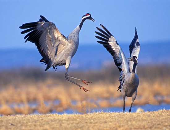 Cranes dancing in Store Mosse national park