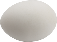 White egg in a shell